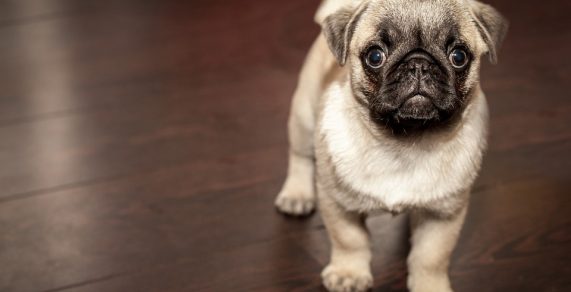 Los transportines de perro más baratos