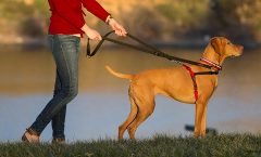 Los mejores arneses para perros