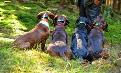 Los mejores GPS para perros